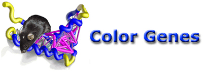 Color Genes WEB